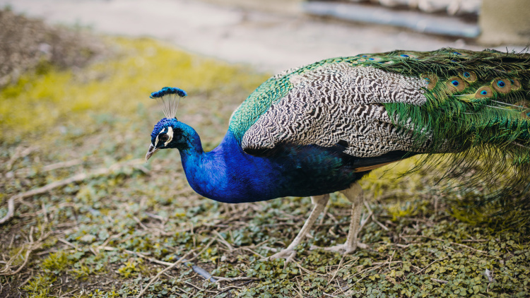 Un pavo real en un parque