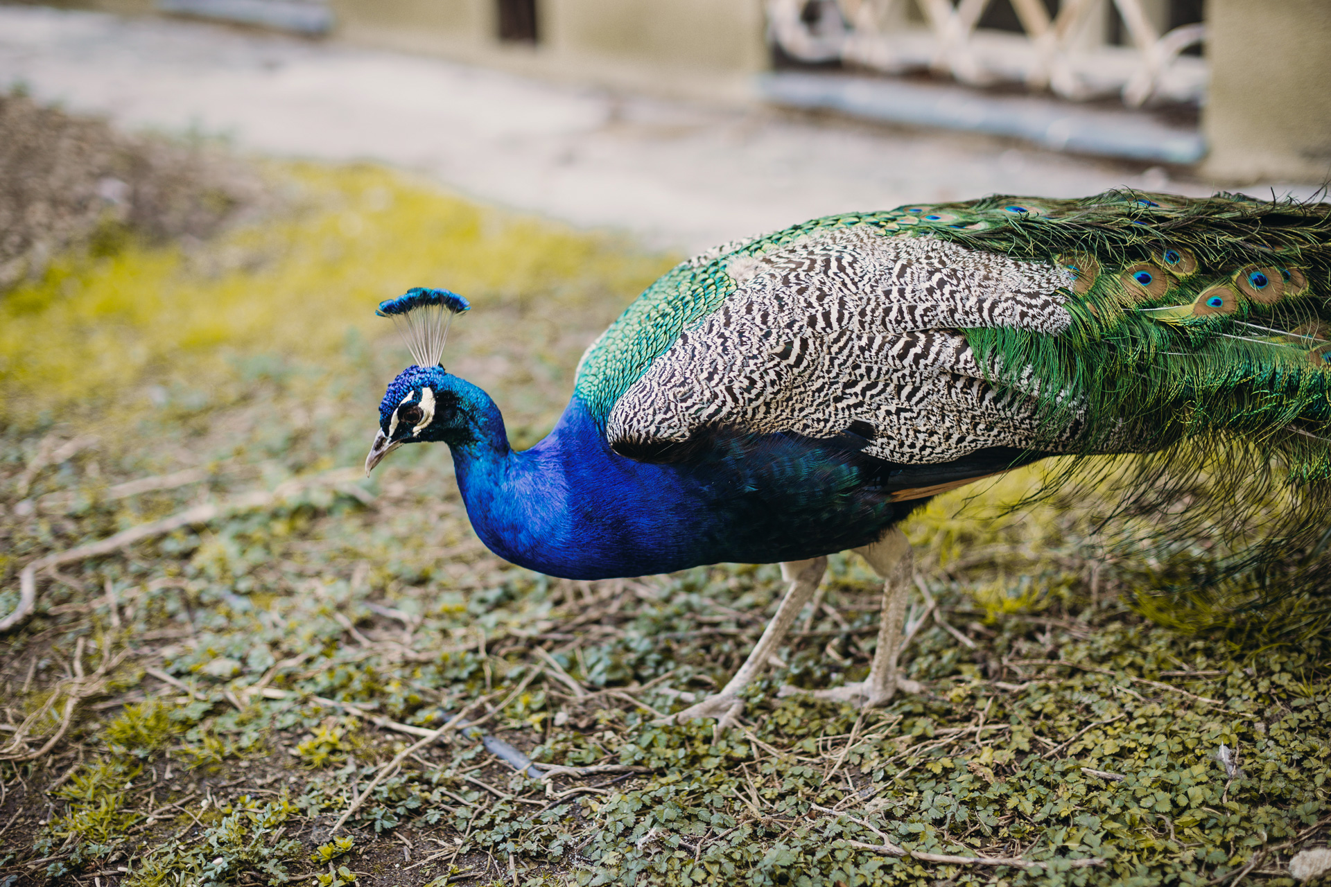 Un pavo real en un parque
